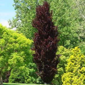 Buk lesný (Fagus sylvatica) ´DAWYCK PURPLE´ výška: 350-400 cm, kont. C180L (-34°C)